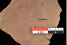 Foto (Detailansicht) von Asterocalyx styriacus Ettingshausen (NHMW-GEO-2024-0188-0429)